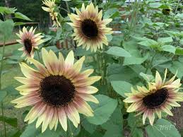 Sunflower Seeds for Planting creme and pink