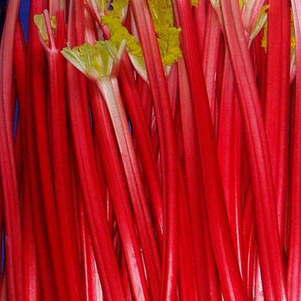 Semi di Rabarbaro Rosso - Facili da coltivare