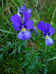 Johnny Jump Up Seeds – Blue & White for Planting