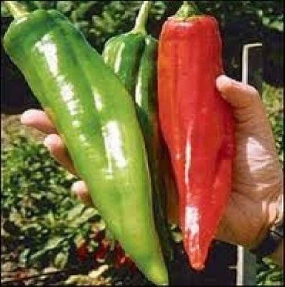 Hot Pepper Jwala Samen – Würzige Erbstücksorten