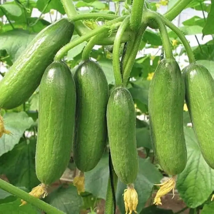 Armenian Cucumber Vegetable Seeds