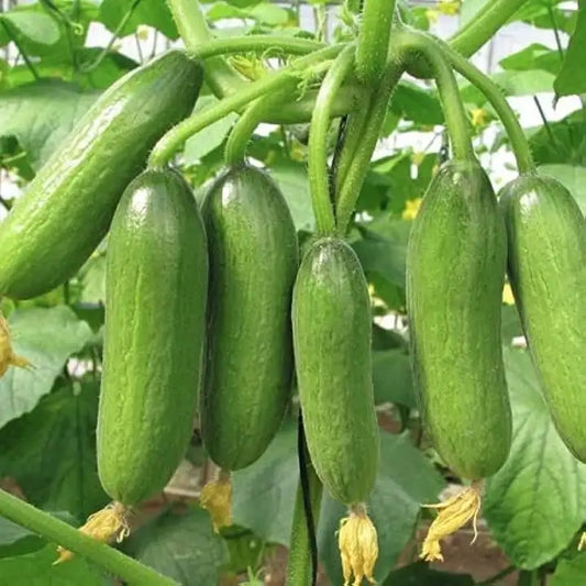 Armenian Cucumber Vegetable Seeds for Planting – Heirloom, Non-GMO, Unique, Annual
