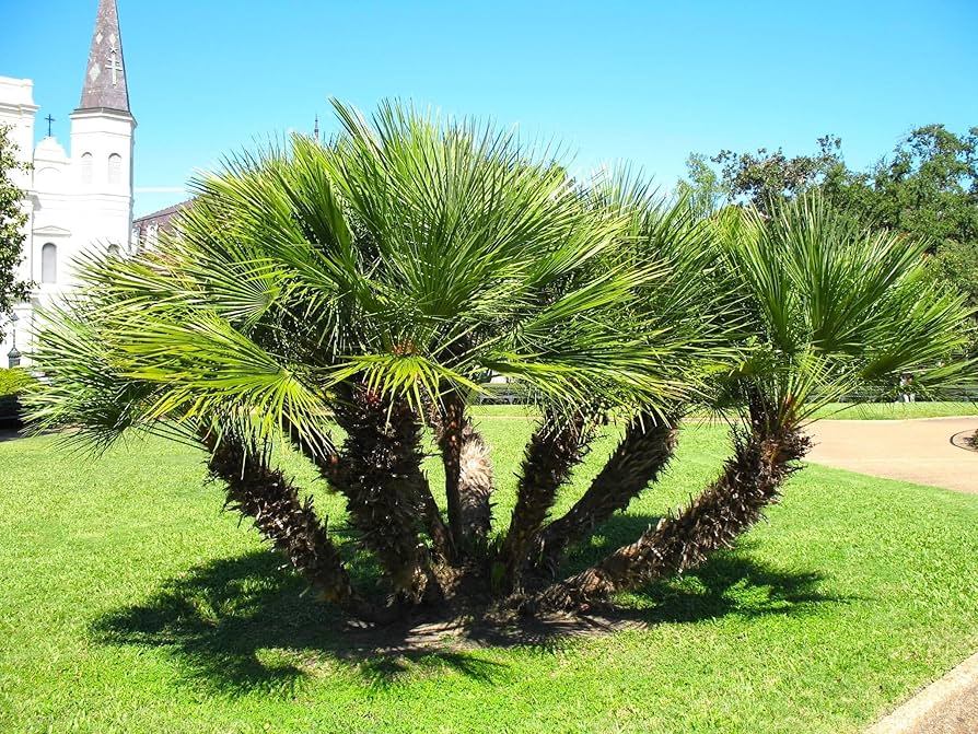 Graines de plante Chamaerops Humilis