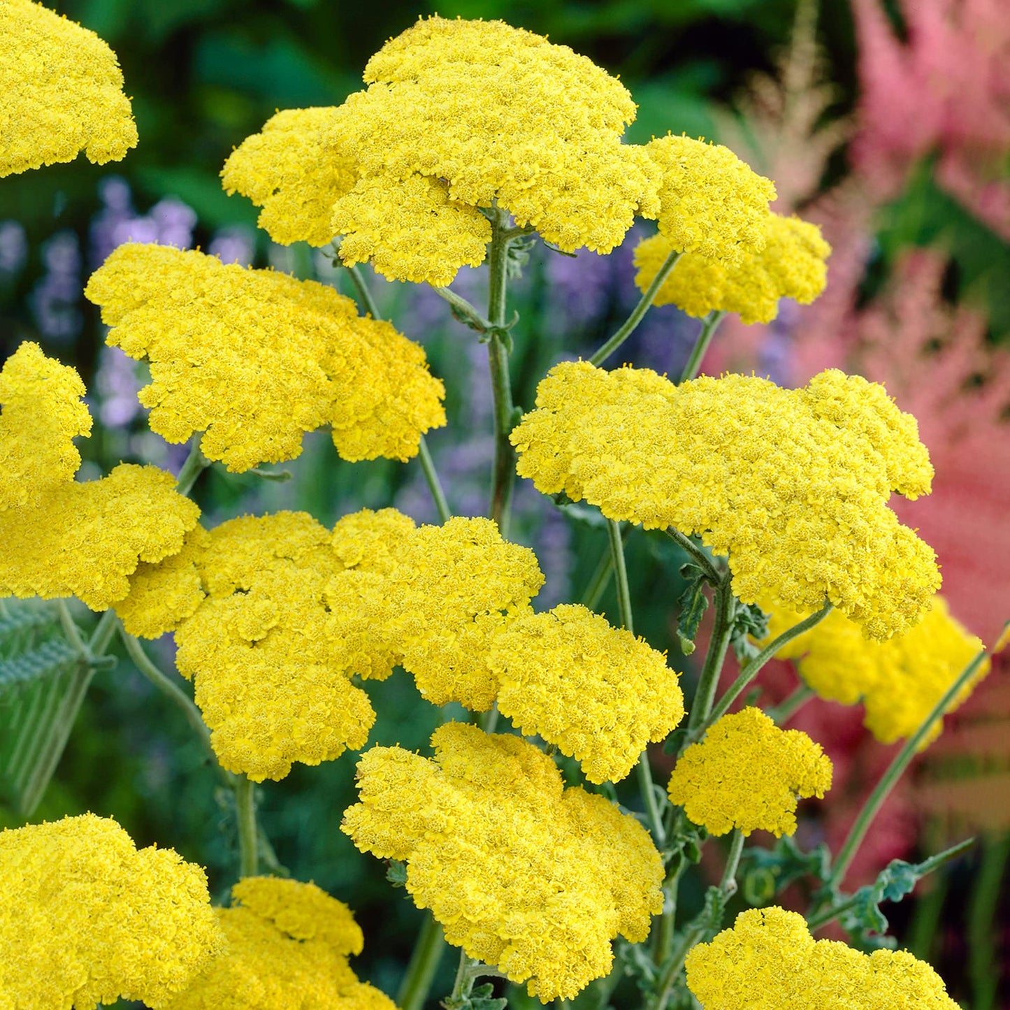 Achillea 'Moonshine' Seeds - Bright Yellow Perennial with Silver-Gray Foliage