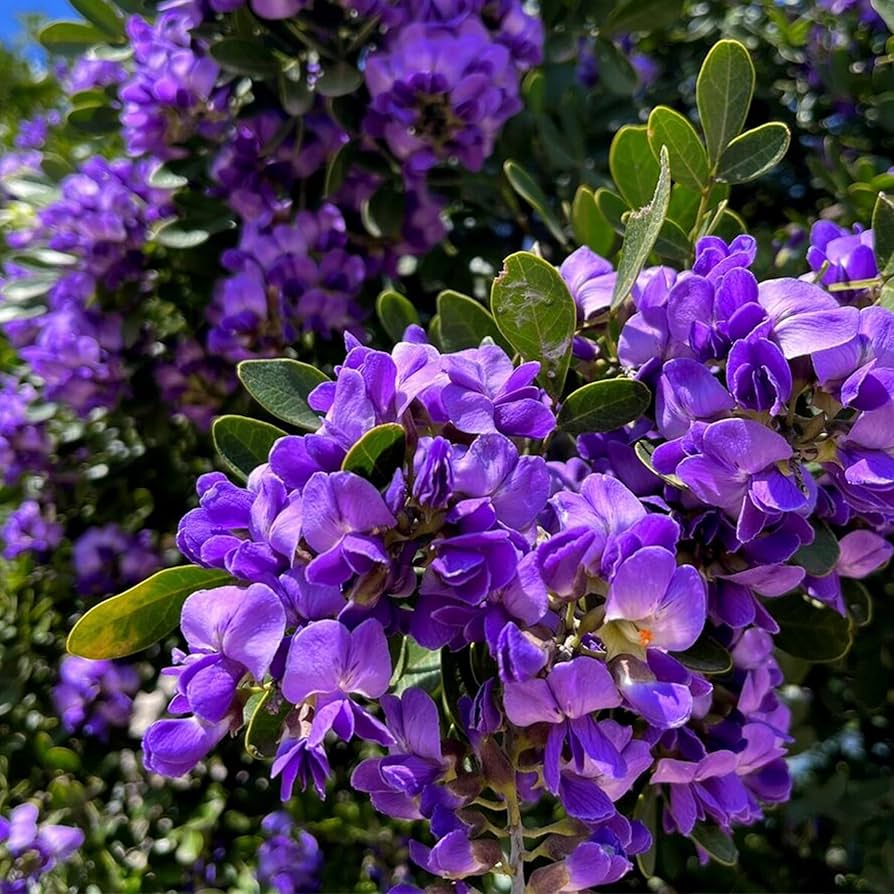 Texas Mountain Laurel Tree Seeds