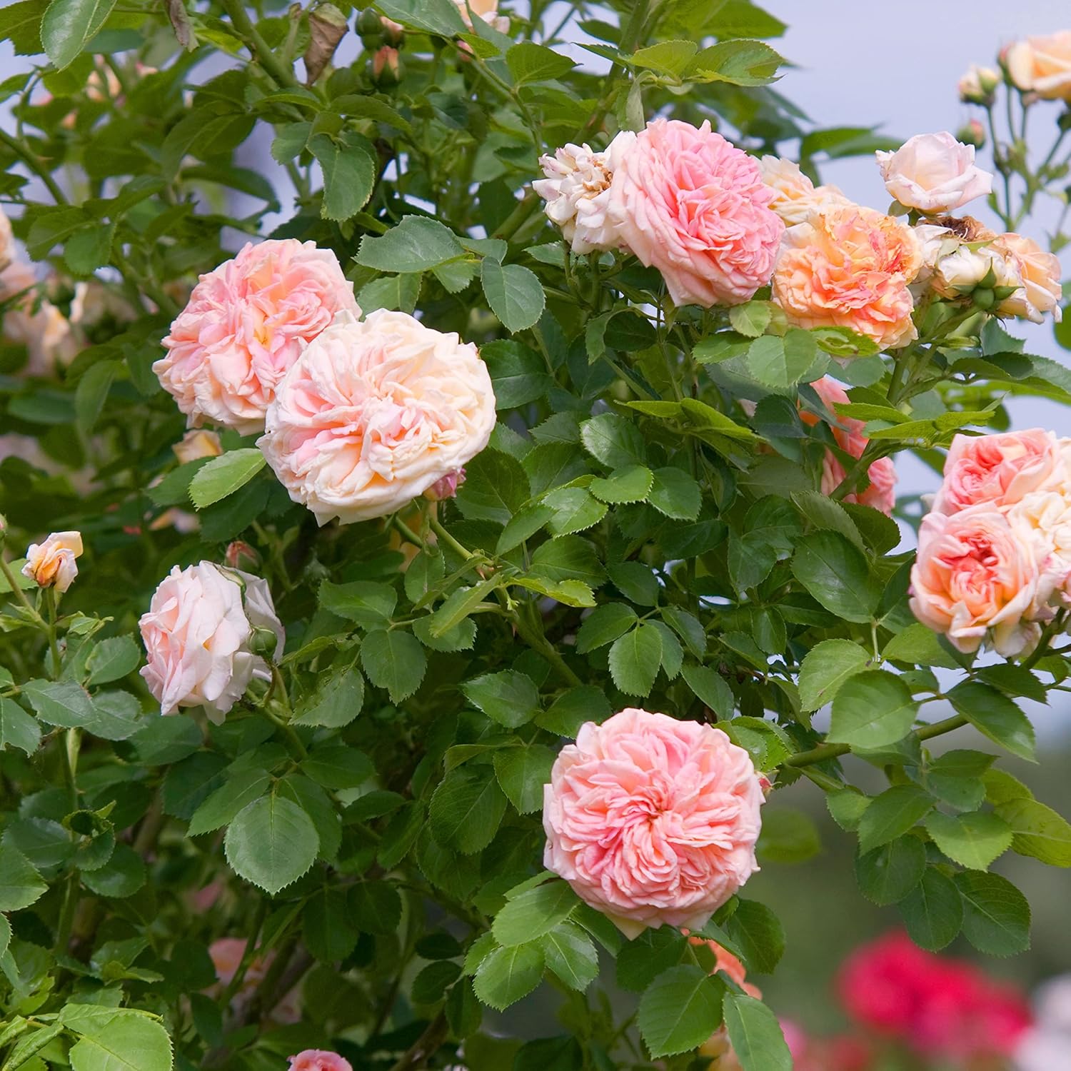 pink rose bush seeds Pink Climbing Rose Flower Seeds for Planting – Heirloom, Non-GMO, Easy – Pure Asia Seeds