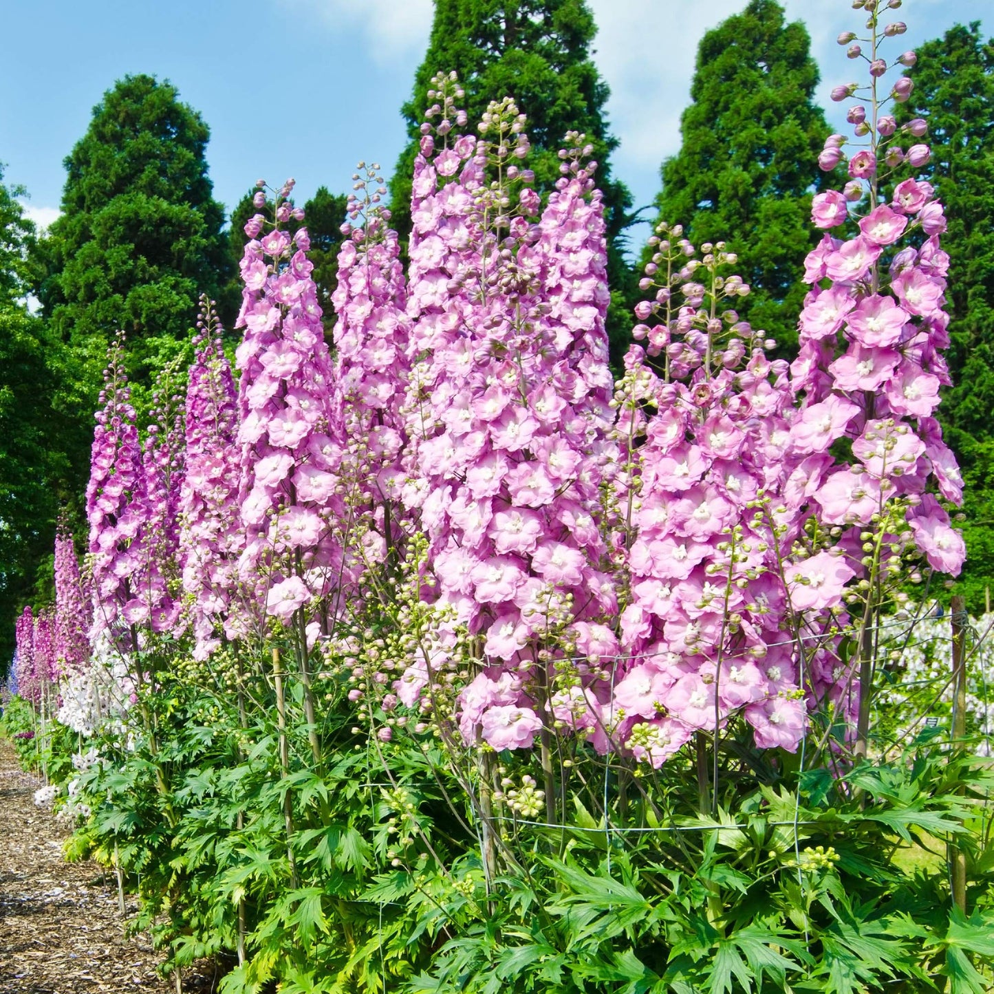 Larkspur Rose Queen Flower Seeds