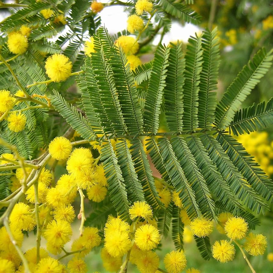 Semillas de la planta Acacia dealbata