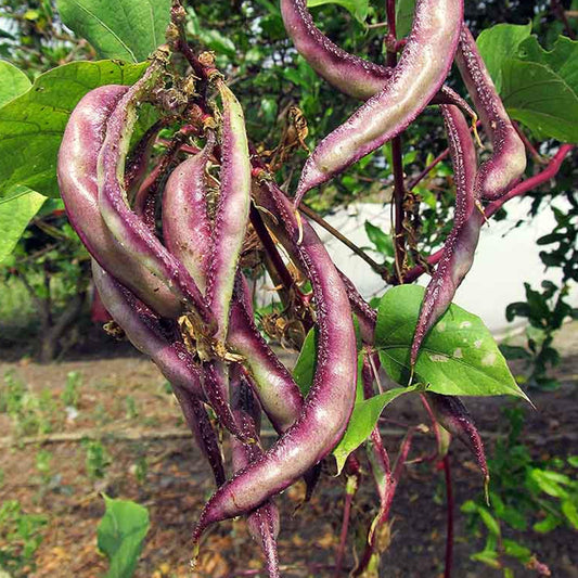 Hyacinth Bean (Lablab purpureus) Vegetable Seeds for Planting – Heirloom, Non-GMO, Annual, Climbing
