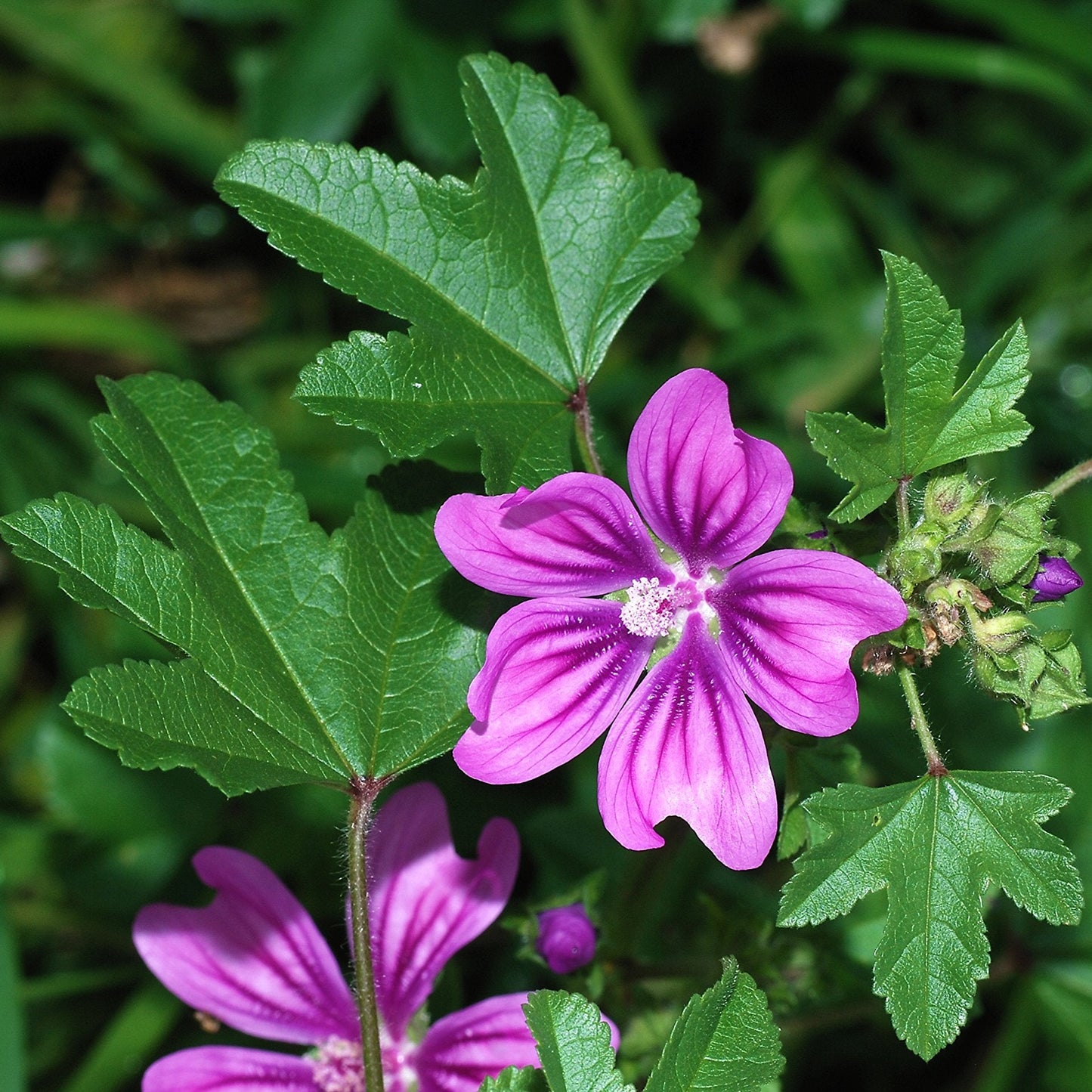 High Mallow Flower Seeds