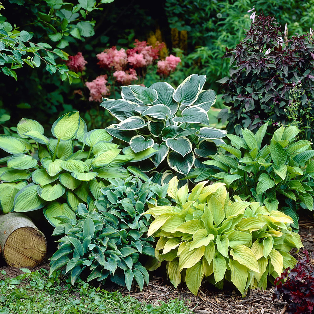 hosta plant seeds for sale Hosta Coleus Flower seeds for Planting