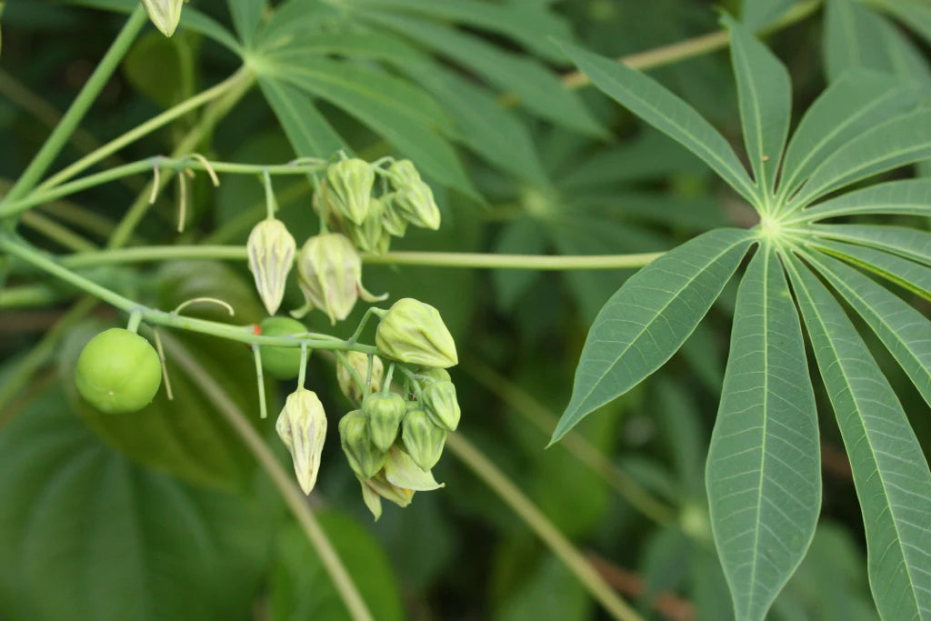 Rare Tapioca Plant Seeds