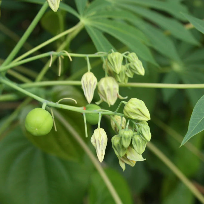 Semi di rara pianta di tapioca