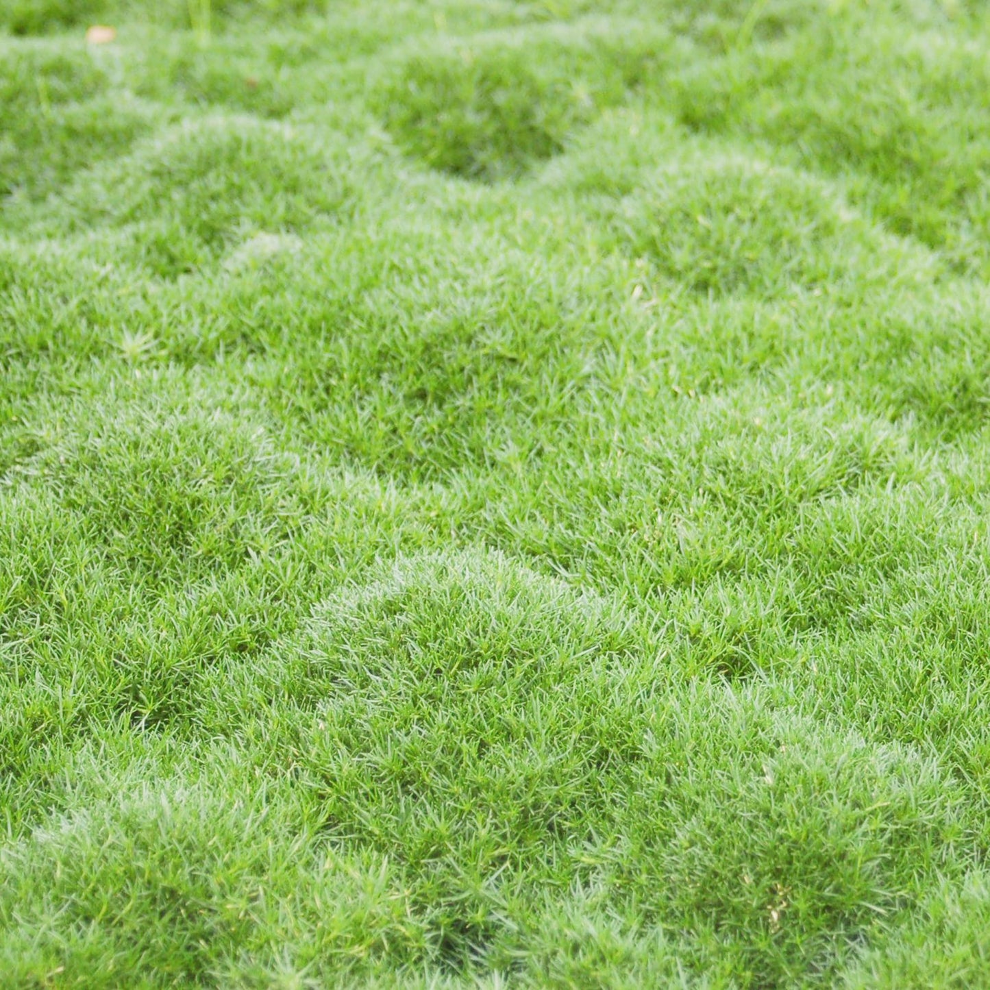Semi di Erba di Muschio Irlandese per Giardino