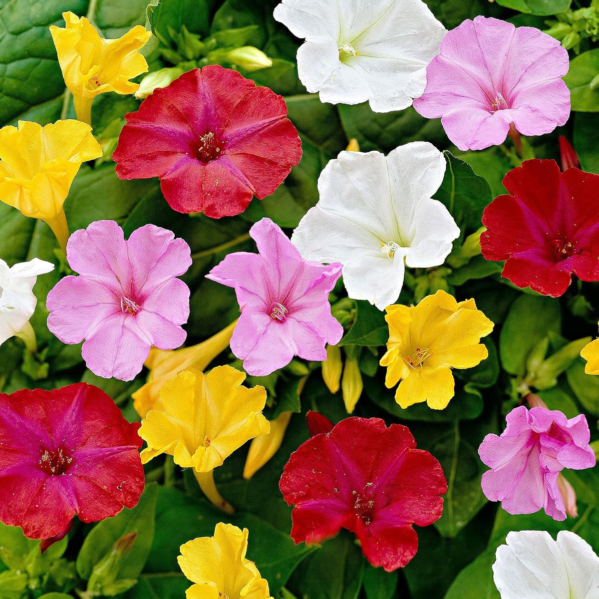 Mirabilis Jalapa Flower seeds for Planting Shade Tolerant Heirloom & GMO Free Seeds for Home Garden
Sale seeds for home garden planting