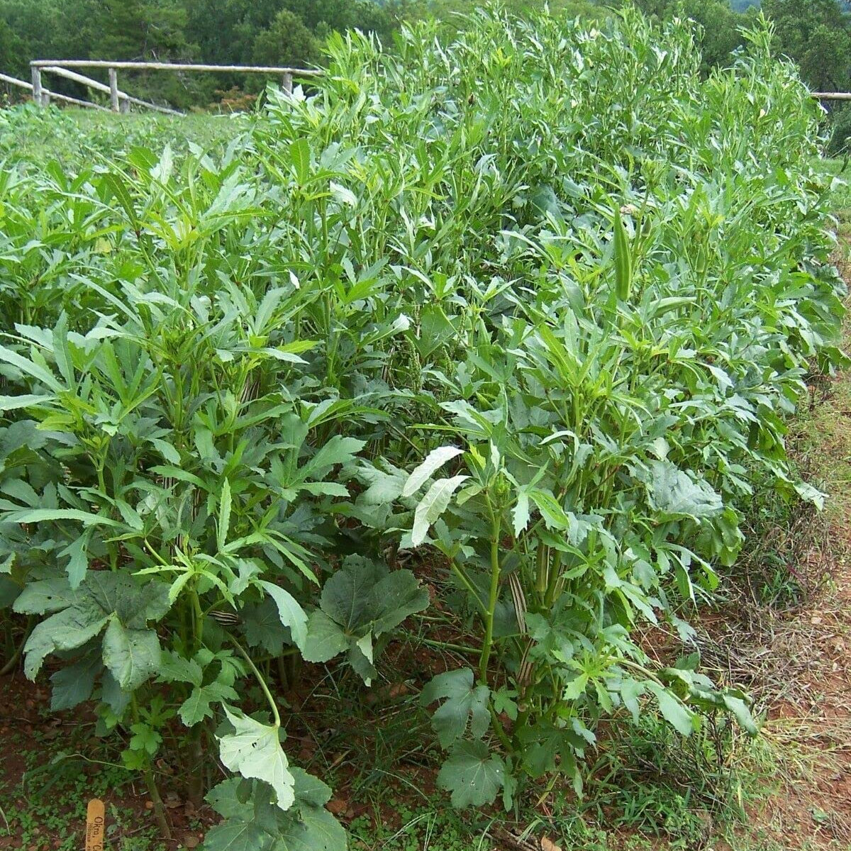 Semillas de okra gigante filipina Nombo