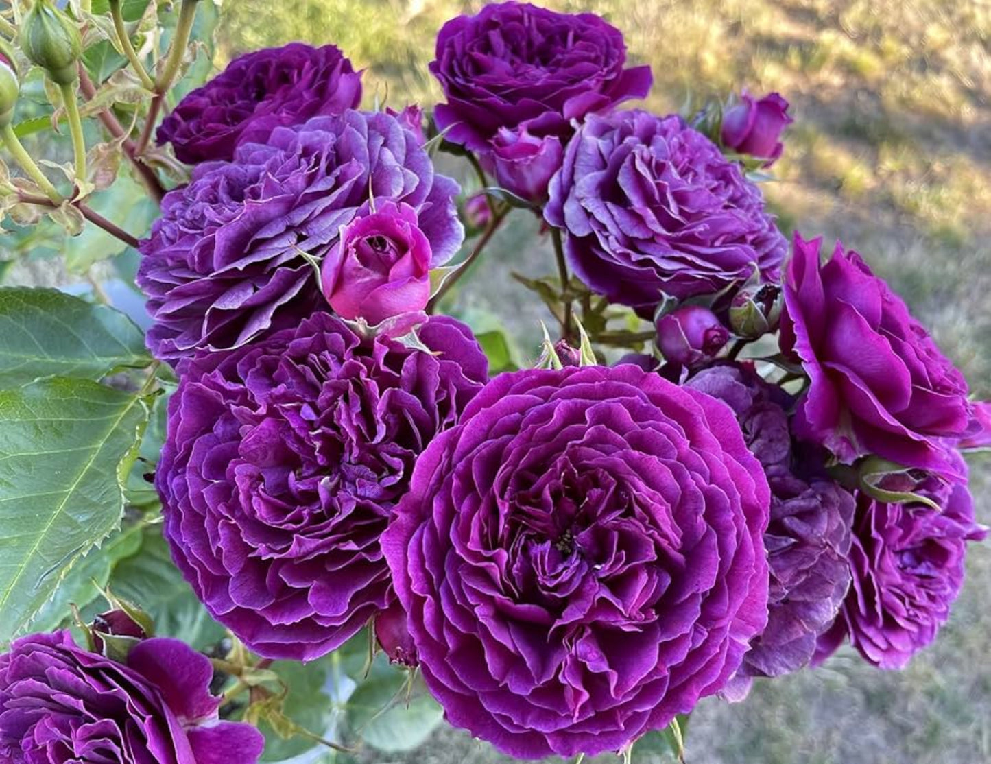 Purple Climbing Rose Flower Seeds