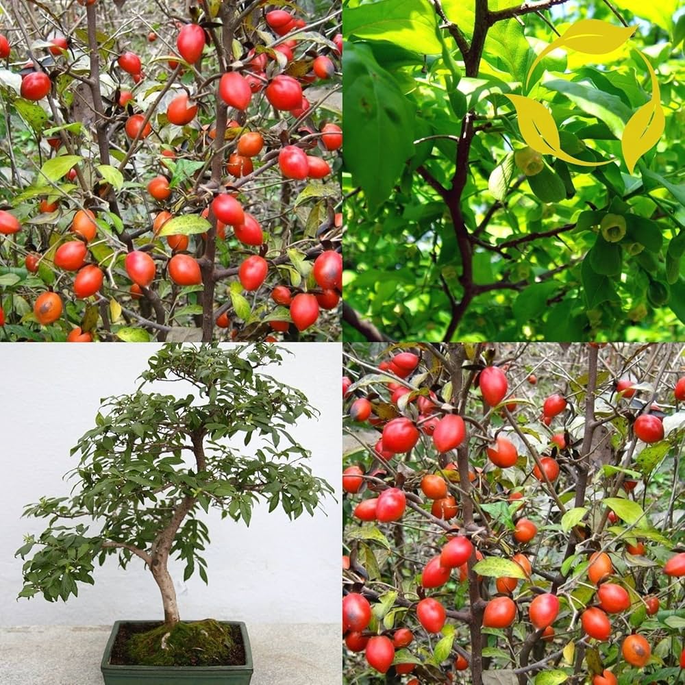 Diamond-Leaf Persimmon Fruit Seeds