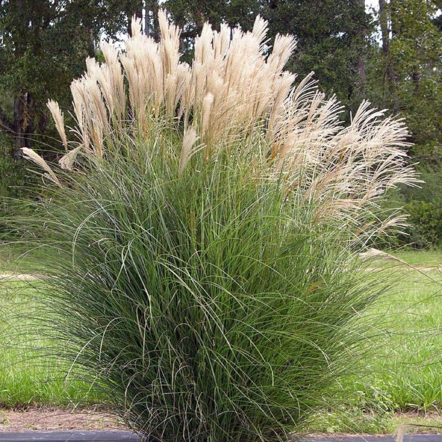 Miscanthus Sinensis Silbergras Kräutersamen