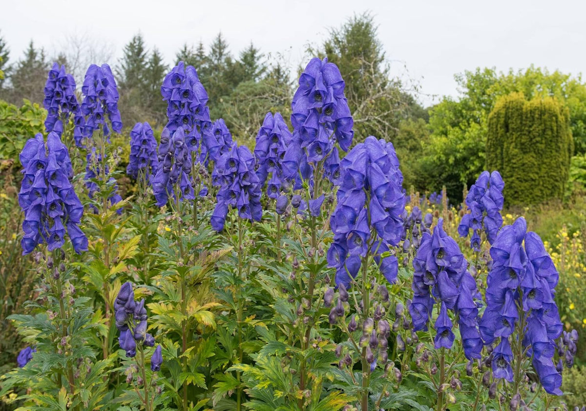 Monkshood Flower seeds for Planting - Shade Tolerant, Heirloom & GMO Free Seeds for Home Garden
Sale for planting in home garden