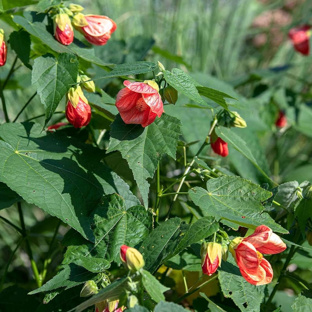 Red Abutilon Striatum Flower seeds for Planting - Cut Flower Favorite, Heirloom & GMO Free Seeds for Home Garden
Sale for planting in home garden