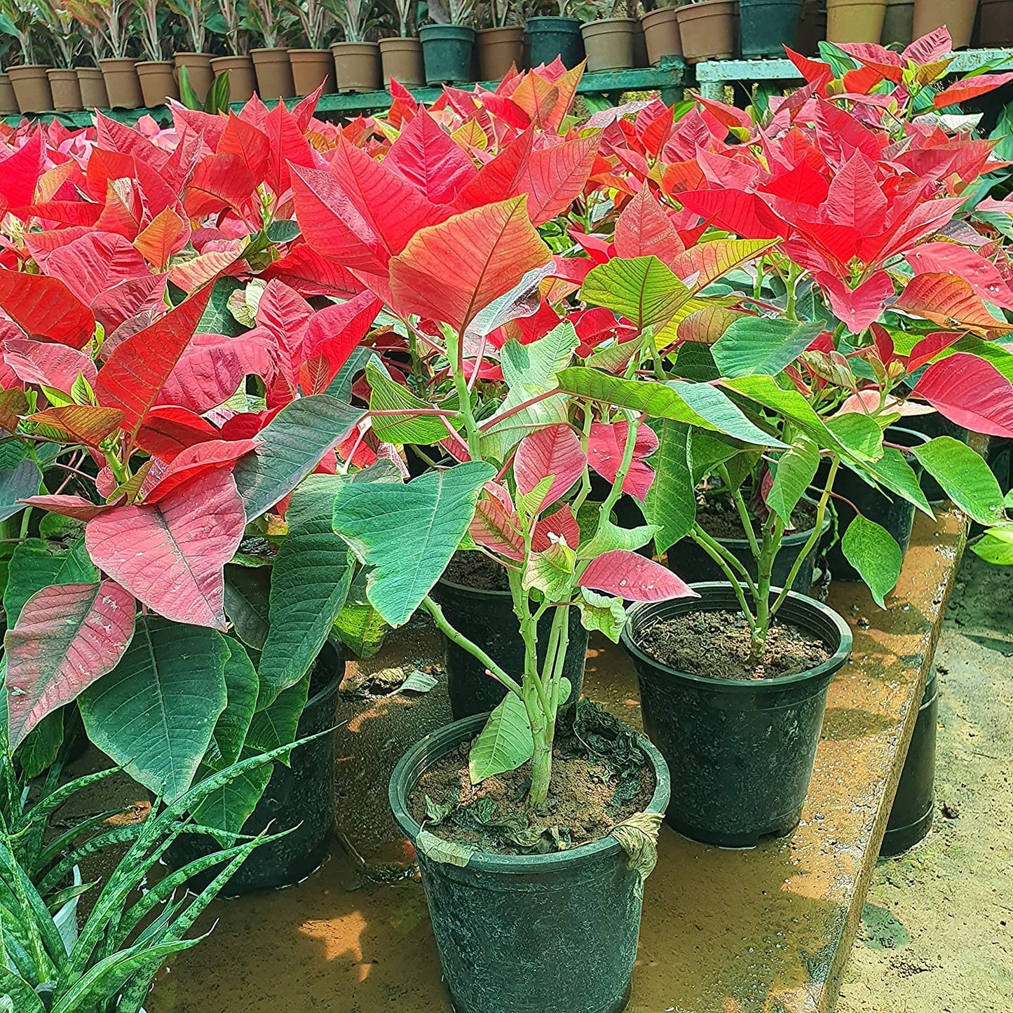 Poinsettia Shrub Flower Seeds