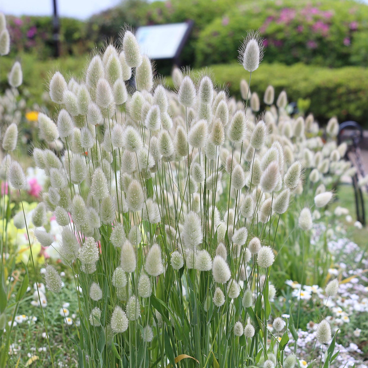 Hare’s Tail Grass Flower Seeds