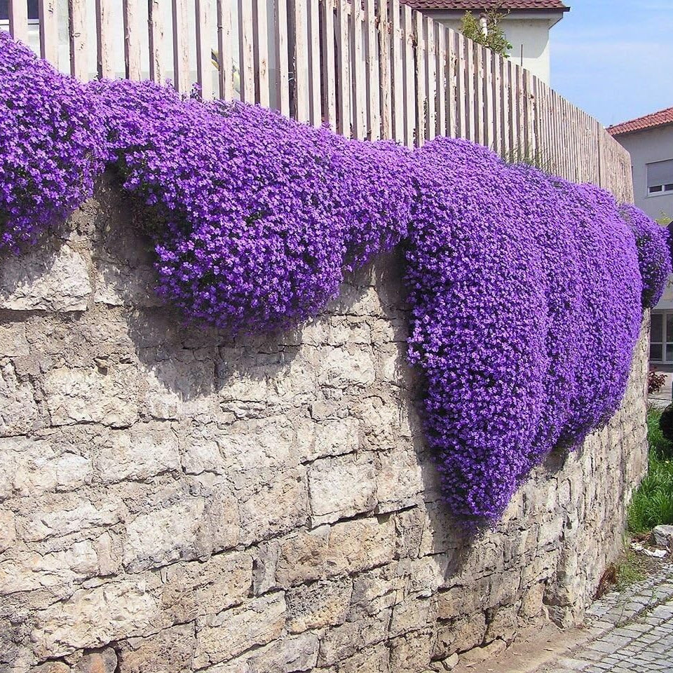 Aubrieta Cascade Lila Kräutersamen