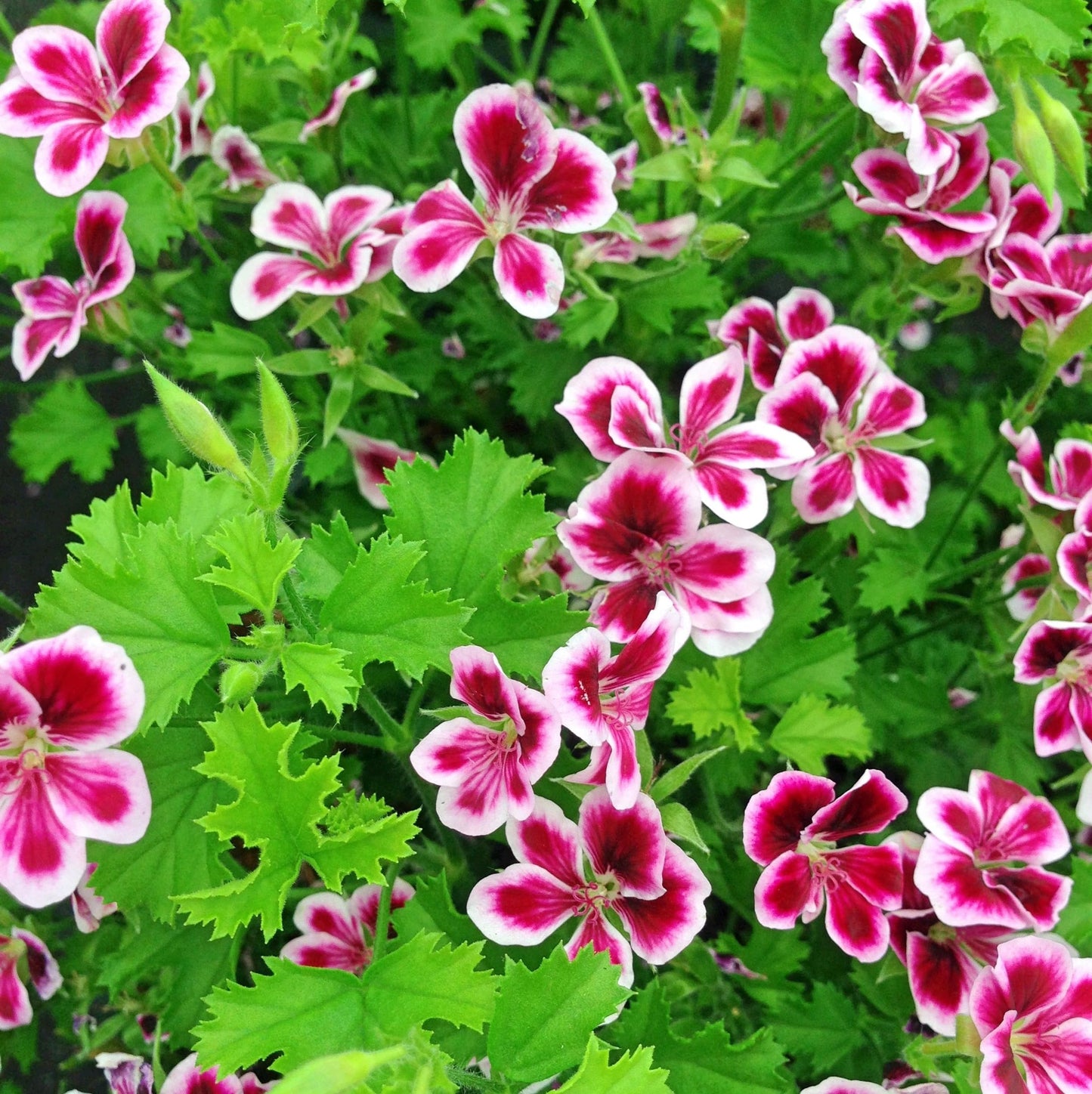 Semillas de flores de citronela
