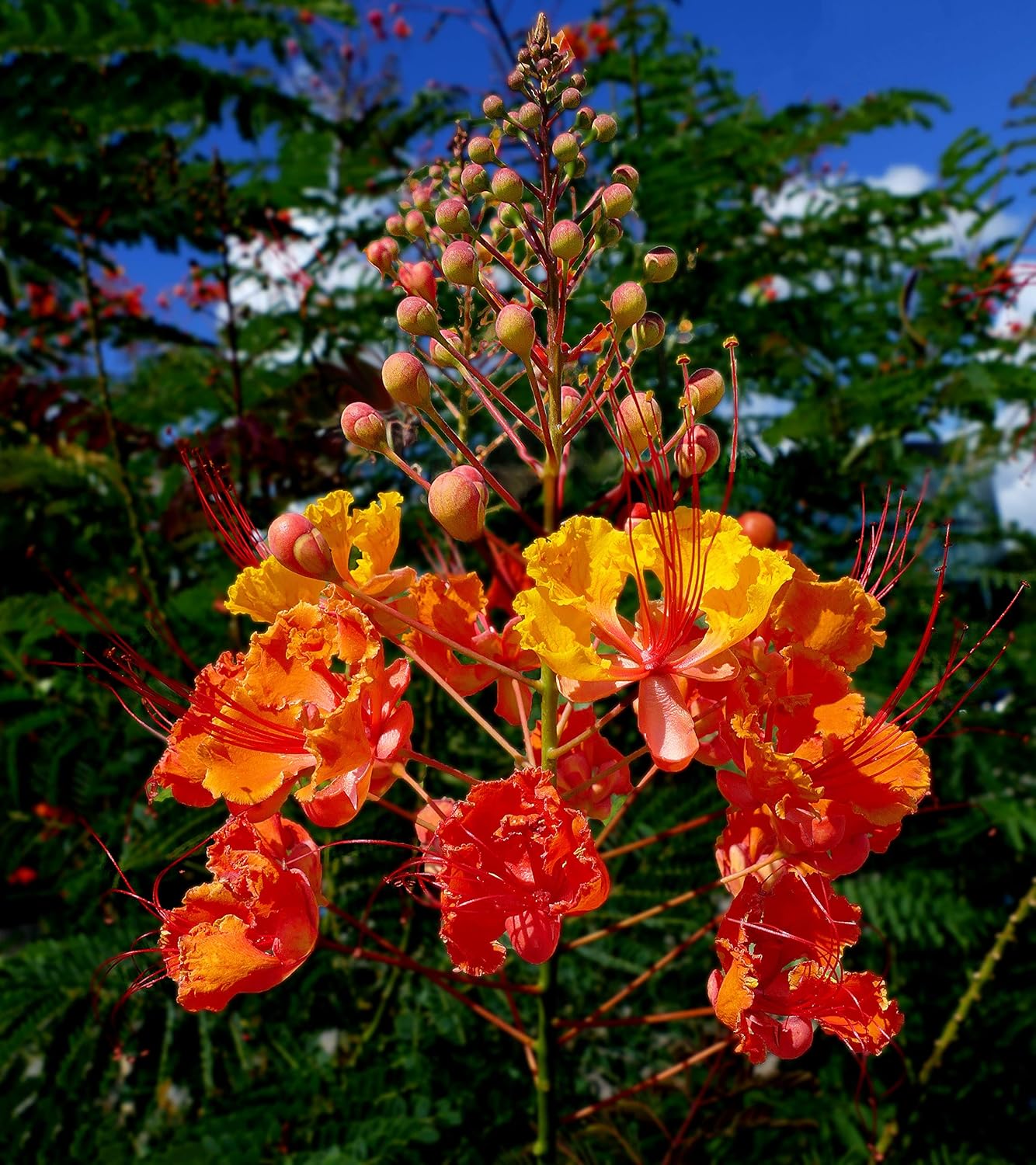 Red Bird of Paradise Flower Seeds