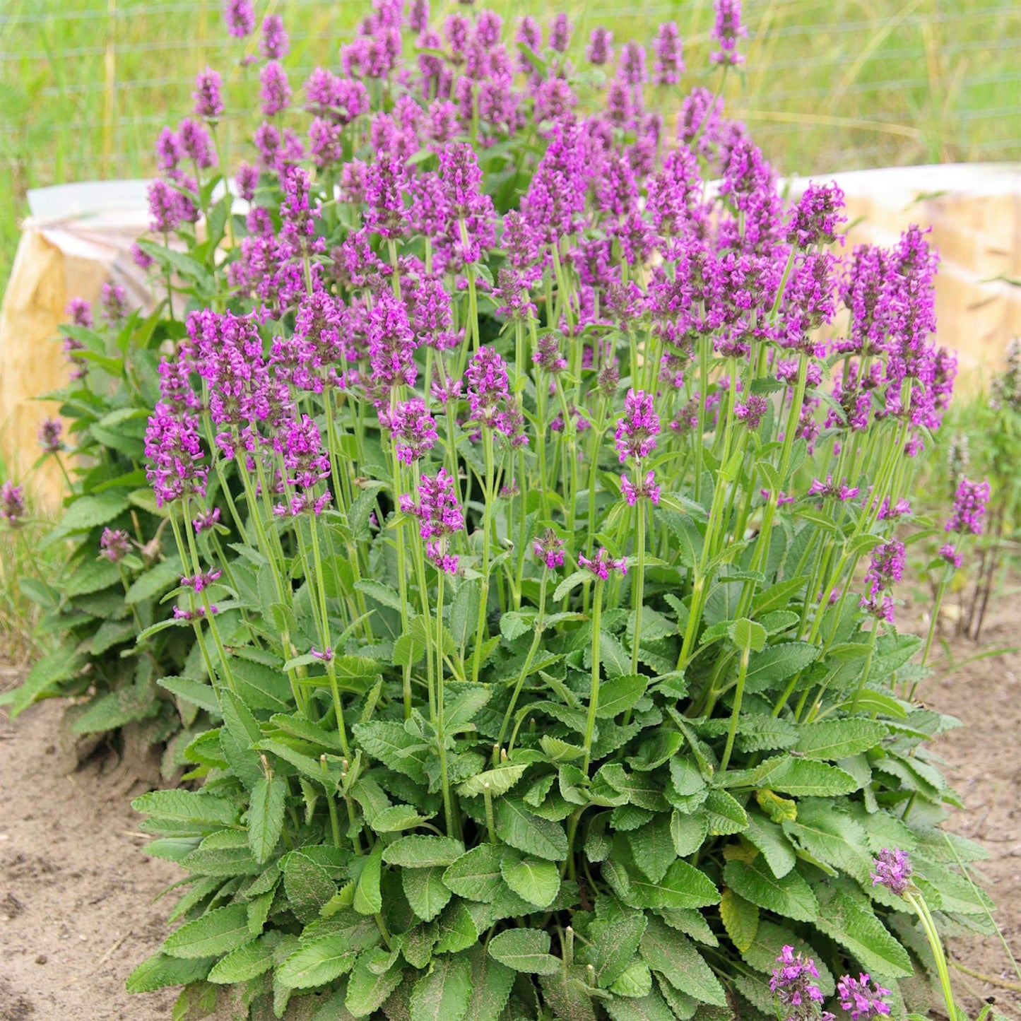Stachys Officinalis Herb Seeds