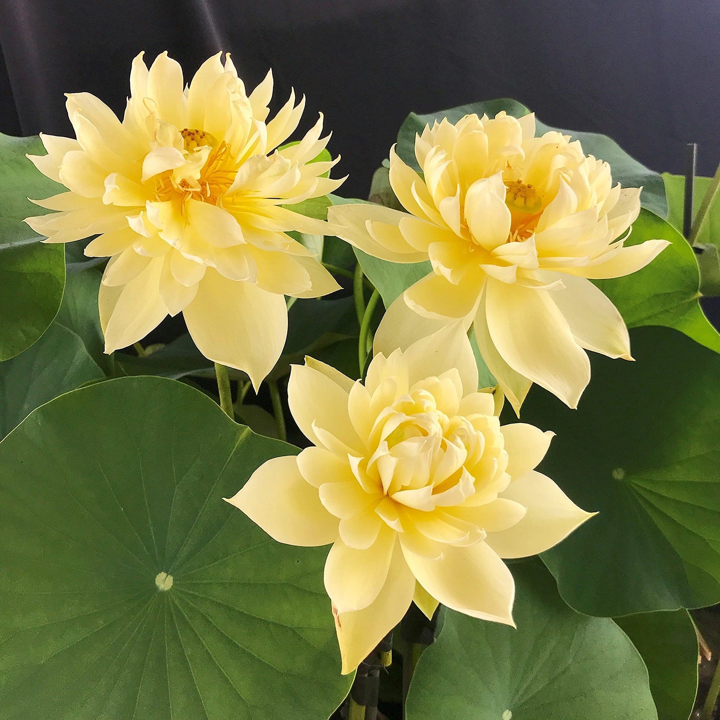 Yellow Lotus Seeds (Golden Lotus) - Bright and Elegant Aquatic Flower for Ponds
