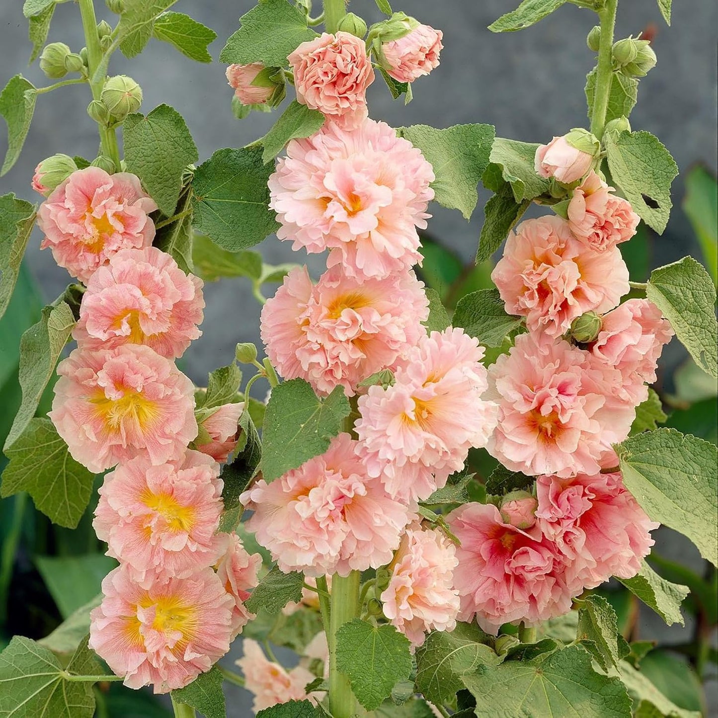アプリコットピーチパフェの花の種