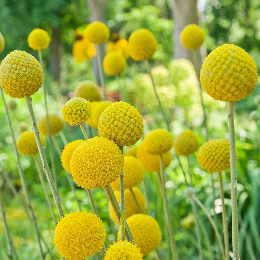 Craspedia Globosa Flower Seeds