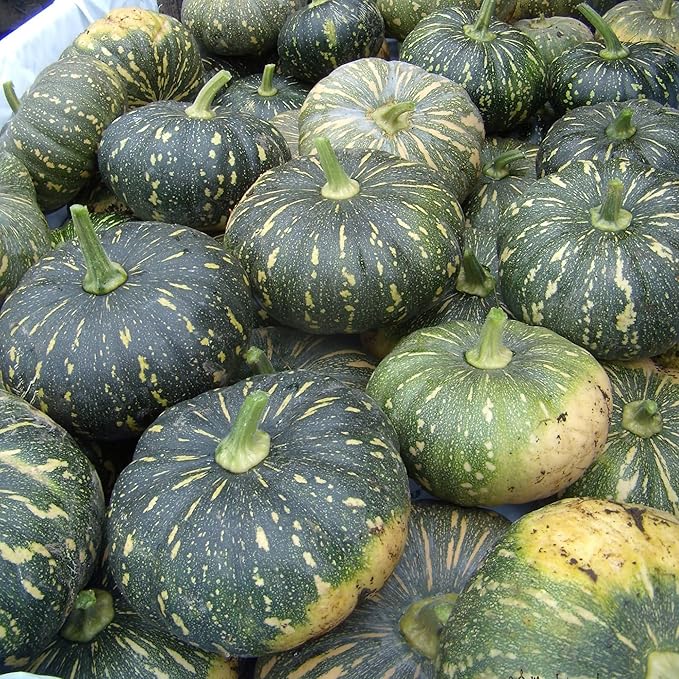 プエルトリコ産パンプキン野菜の種