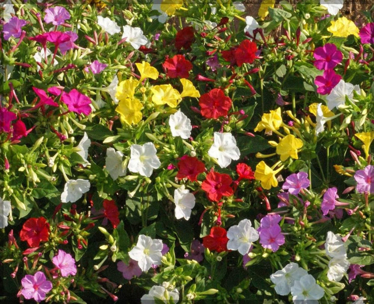 Four O'Clock Flower Seeds