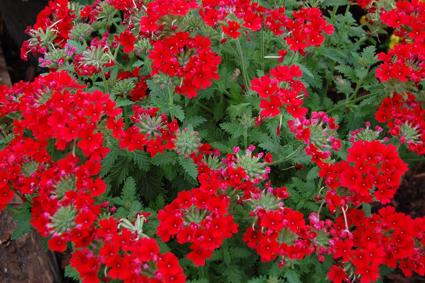 Verbena Scarlet Red Flower Seeds