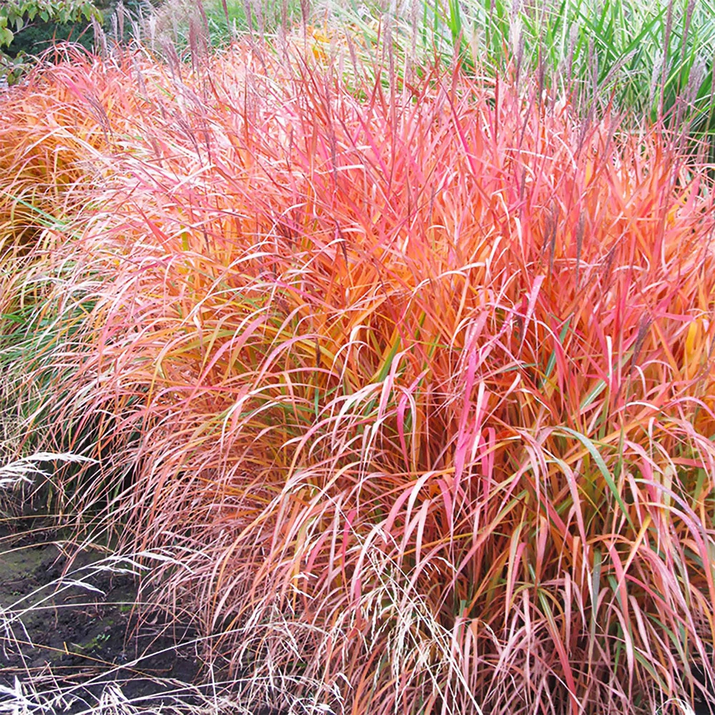 Miscanthus Flame Grass Seeds