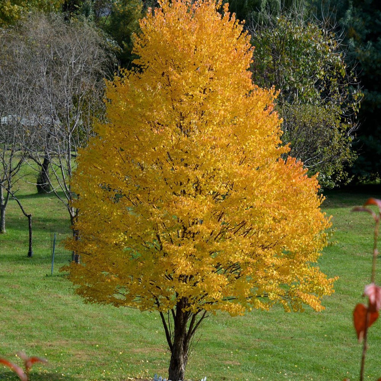 Acer Palmatum 'Katsura' Tree Seeds