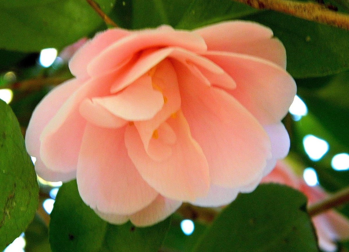 Camellia Peach Flower seeds for Planting Bright Blooms Heirloom & GMO Free Seeds for Home Garden
Sale seeds for home garden planting