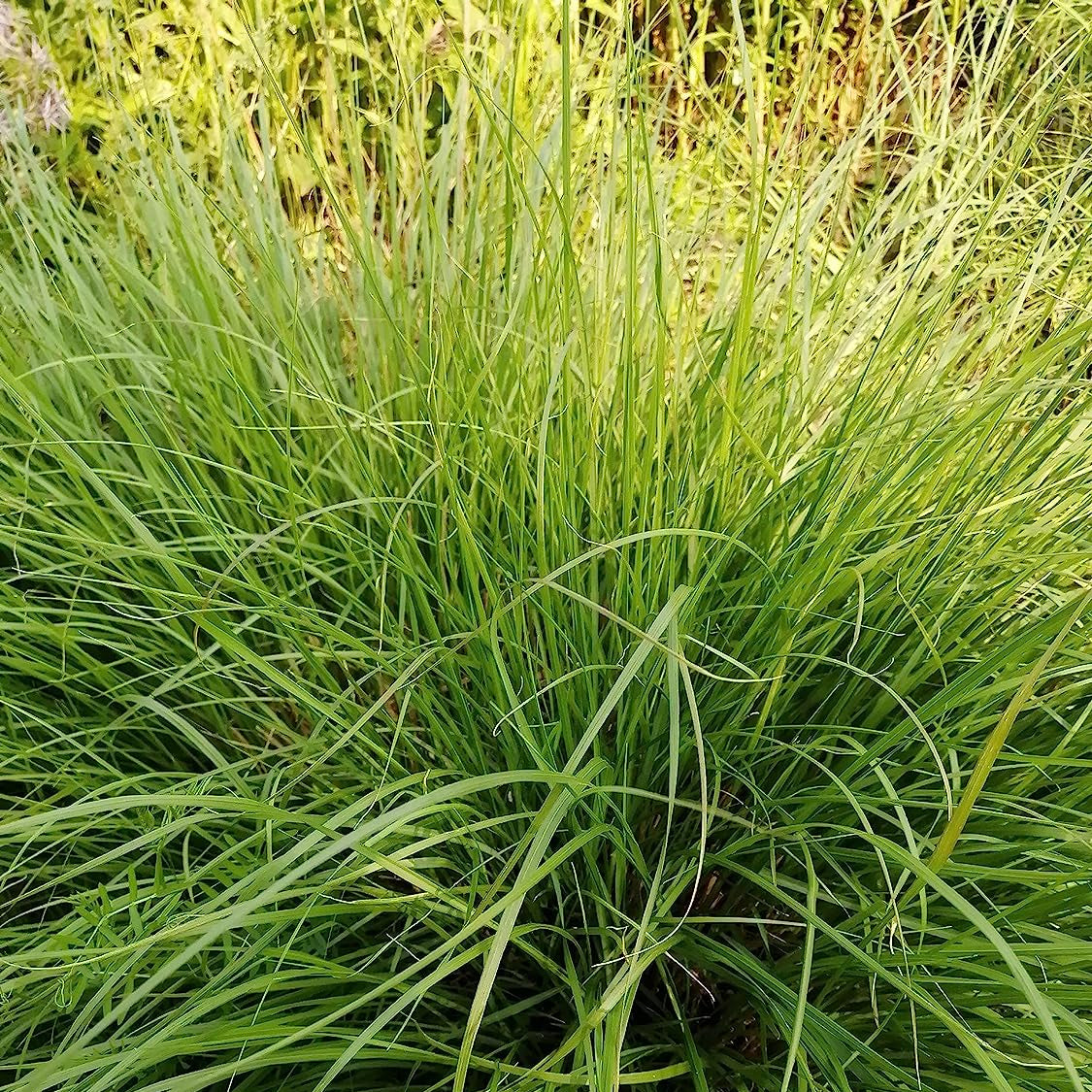 Prairie Dropseed Herb Seeds