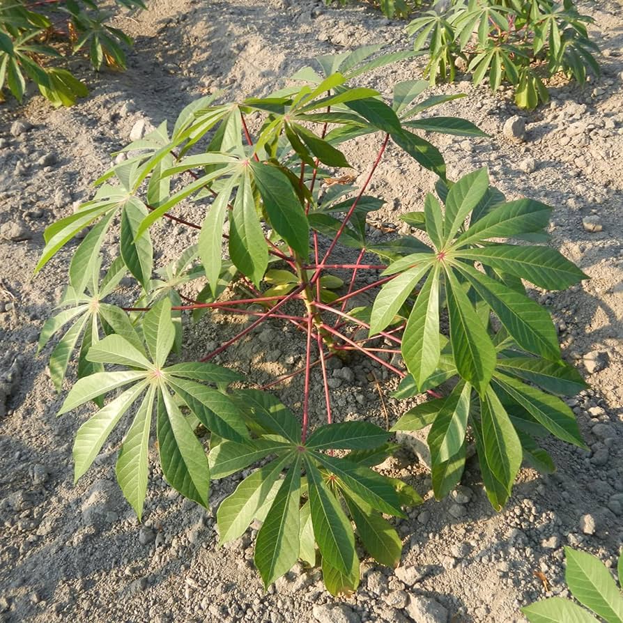 Manihot Grahamii Shrub Seeds for Planting – Heirloom, Non-GMO, Easy to Grow, Tropical