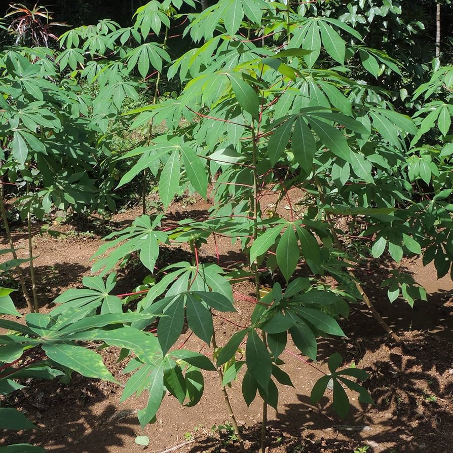 Cassava Herb Seeds