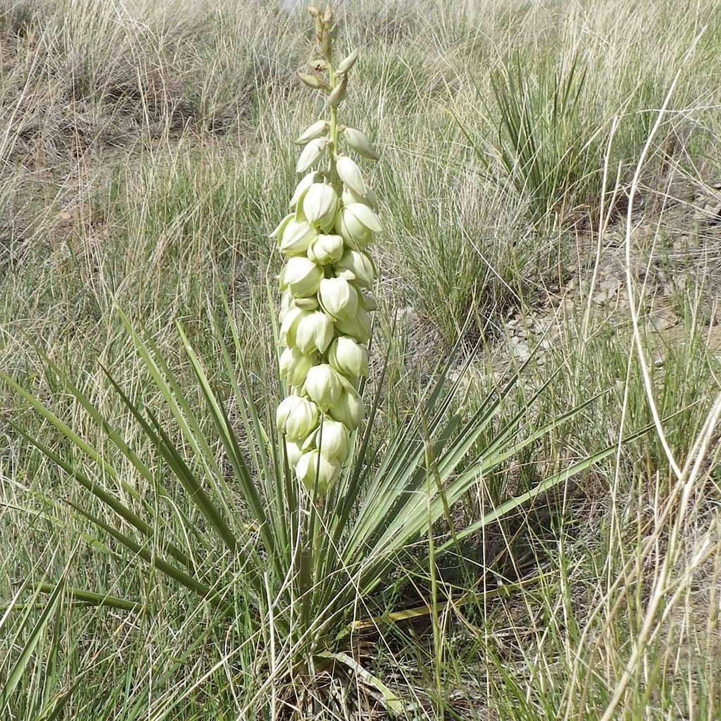 Yucca Glauca Flower Seeds