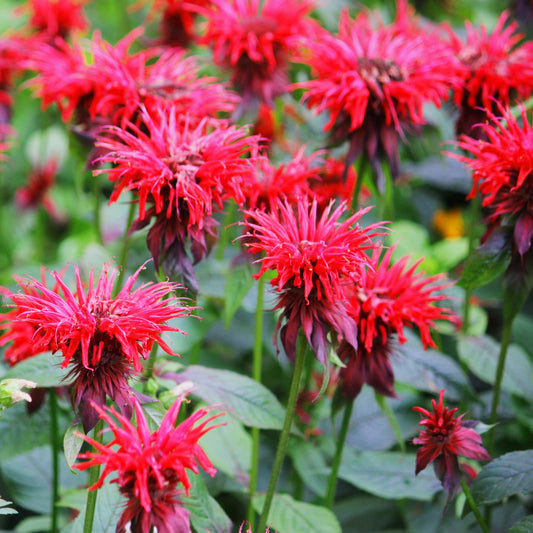 Monarda Didyma Flower Seeds for Planting – Heirloom, Non-GMO, Pollinator-Friendly, Perennial