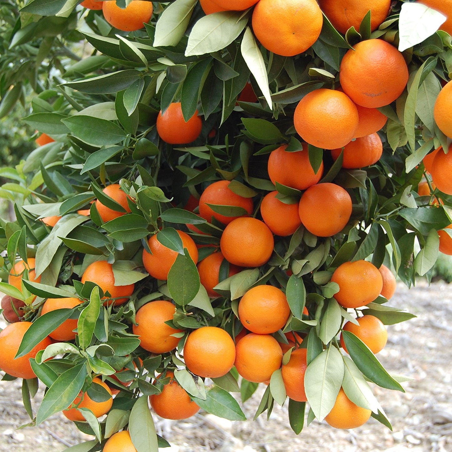 Mandarinenfruchtsamen