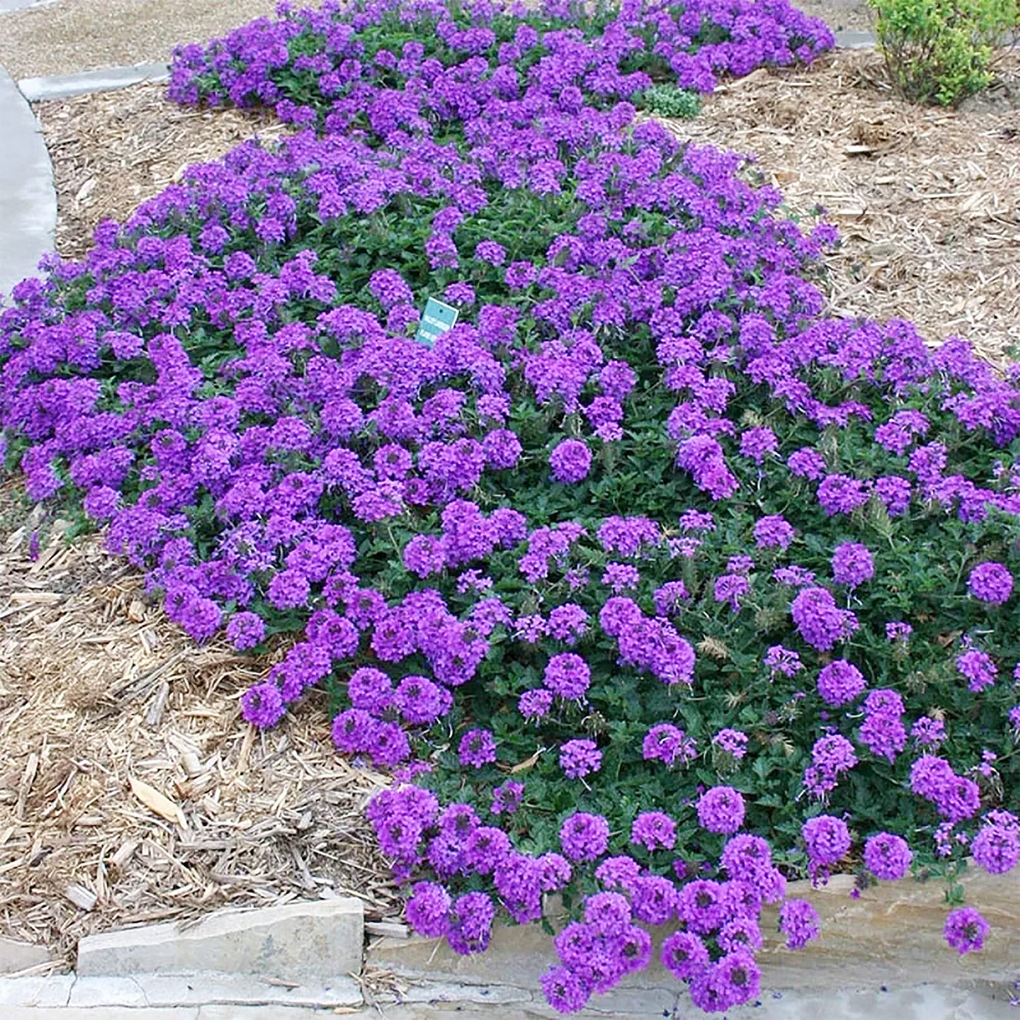 Semi di fiore tappezzante di verbena muschiata