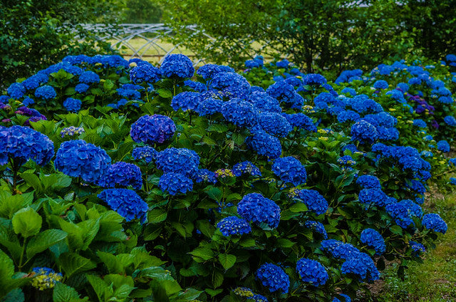 Deep Blue Hydrangea Flower seeds for Planting - Bright Blooms, Heirloom & GMO Free Seeds for Home Garden