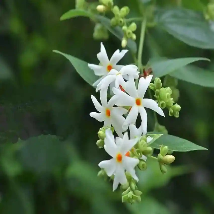 Jasmine Flower Seeds