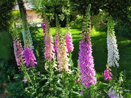 Foxglove Seeds for a Stunning Summer Garden